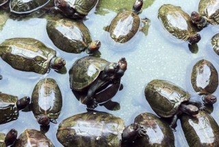 Turtles