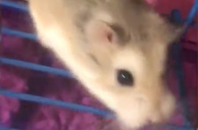 Woman Who Flushed 'Emotional Support Hamster' Down Toilet May Sue Airline