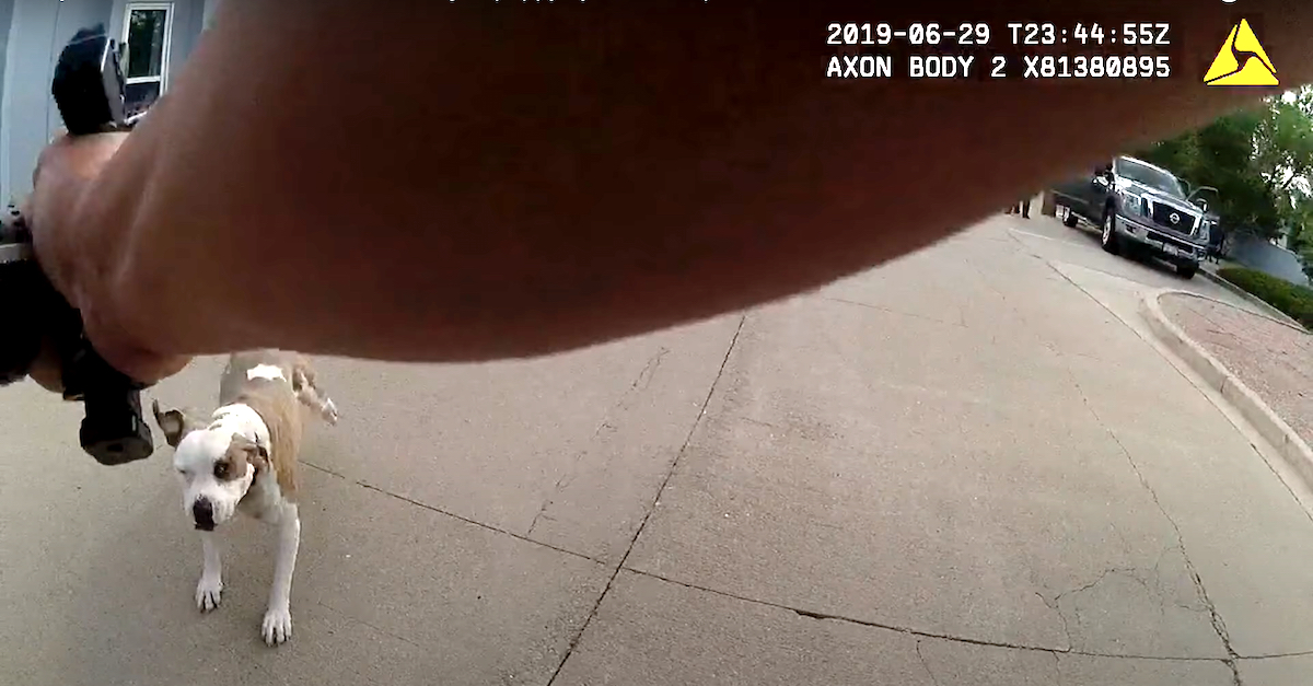 This freeze frame from Loveland, Colo. police body camera video shows the split second before Mathew Grashorn shot and killed a dog named "Herkimer."