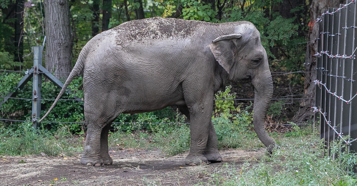 Happy the Elephant