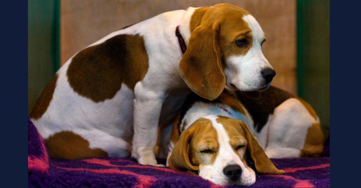 Two beagles resting together