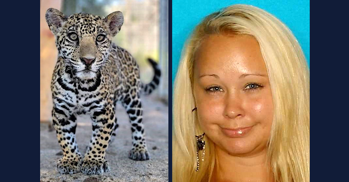Photos show the defendant and the jaguar cub.