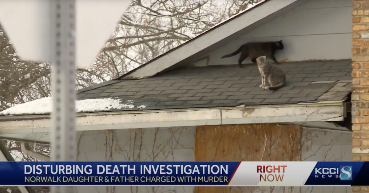 Cats walk on the roof of the Staude residence (KCCI screengrab)