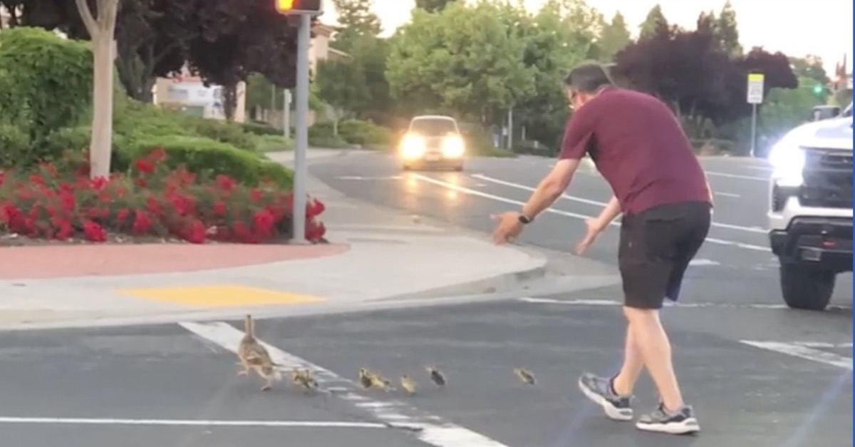 Man helping ducklings cross street moments before he's struck by teen driver (KCRA screenshot)