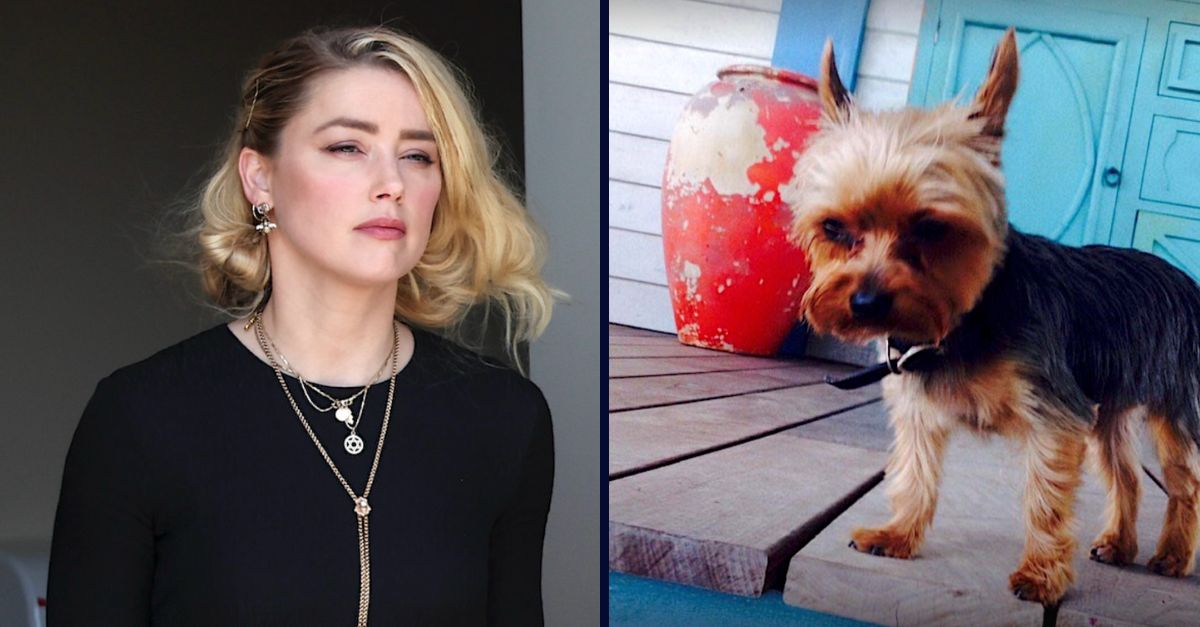 Amber Heard won't be prosecuted in a dog smuggling case in Australia. (Heard image via Win McNamee/Getty Images;dog picture from court exhibits from the UK trial)