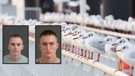 Background: Seagulls sitting on the railing of a jetty in the harbor in the early morning Sept 2023. Christian Charisius/picture-alliance/dpa/AP Images. Inset left to right: Braden Durst and Sebastian Whitesock booking photos from Charles County Sheriff's Office.