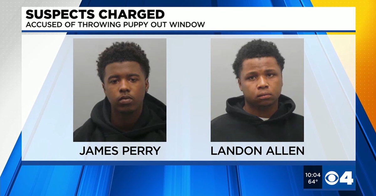 James Perry and Landon Allen stole two French Bulldogs, according to cops in St. Louis County, Missouri. (Screenshot: KMOV)