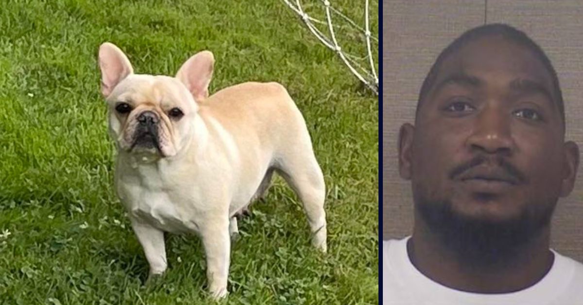 French bulldog stolen