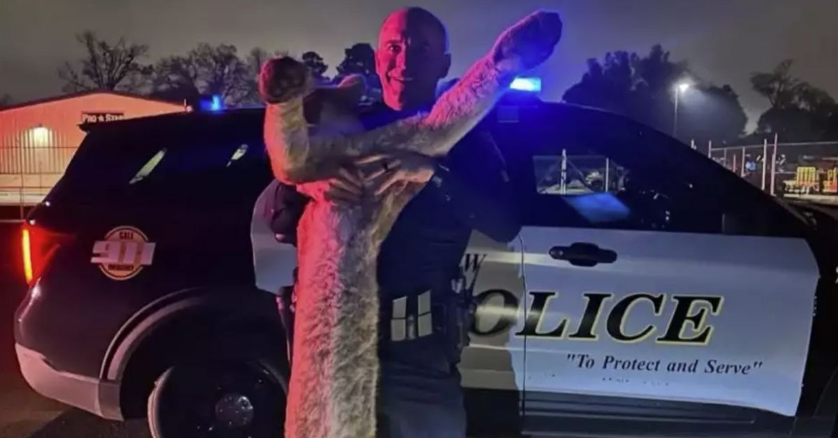 Police officer with dead mountain lion